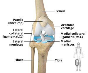 Knee Anatomy